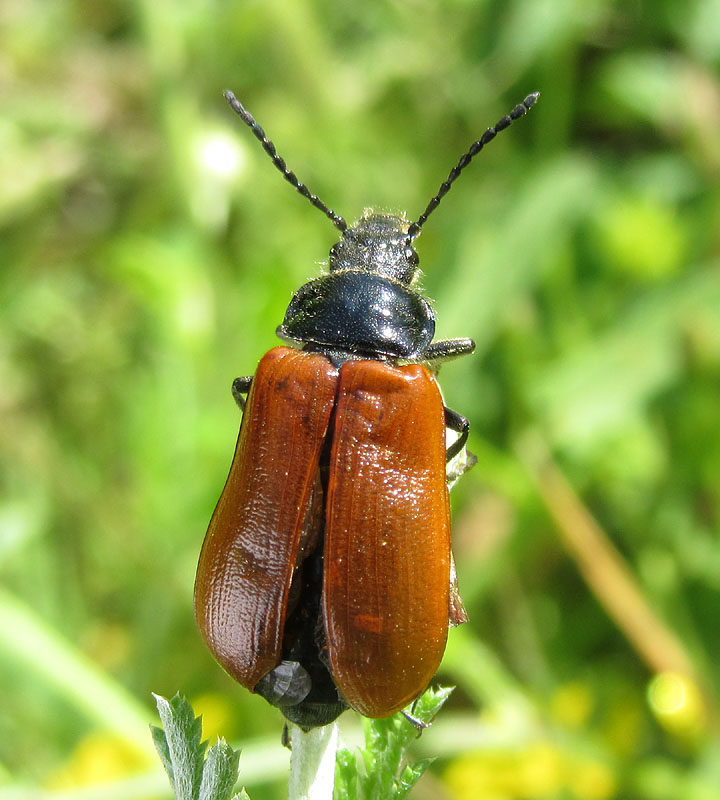 Tenebrionidae, Omophlus sp.